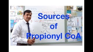 Propionyl CoA Sources [upl. by Amos]