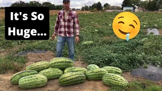 Massive 55 Pound Watermelon Goes VIRAL [upl. by Thanos]