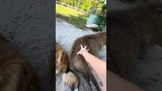 Capybara Scratches amp Puppies [upl. by Kwapong]