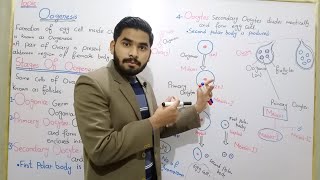 Oogenesis  Process Of Oogenesis In Urdu Hindi By MrHadi  Class 10 Biology  Lecture No 09 [upl. by Ynhoj]