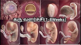 கருவின் வளர்ச்சி 1 முதல் 8 வாரங்கள் Fetal Development week by week  Karuvil kulanthai valarchi [upl. by Anoyet]