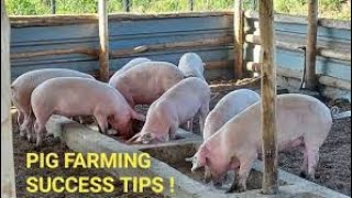 The Ultimate Piggery Farming Blueprint Start Grow Succeed pig piggery [upl. by Nnylrebma81]