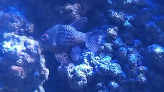 Pajama Cardinalfish Sphaeramia nematoptera [upl. by Adlesirk]