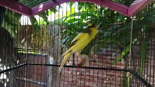 Belgian Canary Singing Training Male [upl. by Columba487]