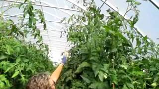 Tomatoes  Doubling Your Yield with Two Main Stems [upl. by Fiden151]