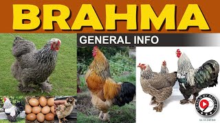 BRAHMA CHICKENS  General Info [upl. by Innoj]