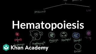 Hematopoiesis  Hematologic System Diseases  NCLEXRN  Khan Academy [upl. by Pollie]