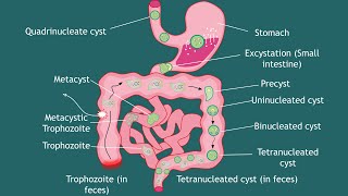 Life cycle of Entamoeba histolytica Notes  parasitology  Basic Science Series [upl. by Sinnoda]