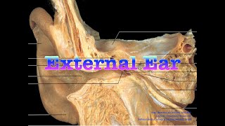 External Ear MBBS BDS Free Anatomy Notes Anatomy Shortcut [upl. by Eirrod]