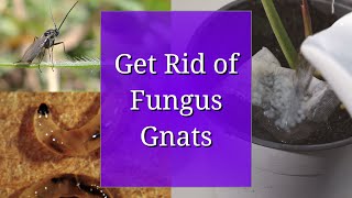 Get Rid of Fungus Gnats  for Propagation and Houseplants [upl. by Dolhenty]