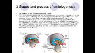 Embryology Human Embriology Extraembryonic organs  2 [upl. by Duvall726]