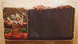 Red Wiggler Worms Horizontal Migration TimeLapse Days 035 FULL  vermicomposting [upl. by Ayikahs]