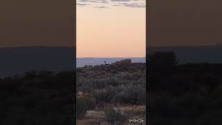 Muley buck in the sage hunting muledeerhunting [upl. by Adivad]