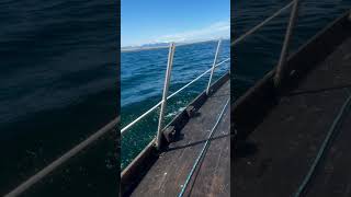 gorgeous alaskan day sailinglife sailor boat alaska sailboat travel sail sailing [upl. by Yngiram]