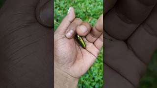 the largest shiny beetle I have ever found of its kind insects nature beautifulinsects [upl. by Philipines]