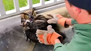 Man saves injured owl but he doesnt expect the outcome he will receive [upl. by Lander681]