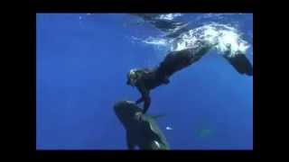 Ocean Ramsey sharks [upl. by Arhas]