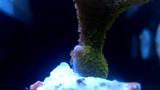 Green Montipora Digitata SPS polyps in motion [upl. by Atteinotna]