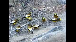 Evening Grosbeaks Domke Lake WA [upl. by Harriot774]