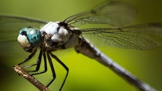 Epic Footage of Dragonflies Hunting [upl. by Adonis101]