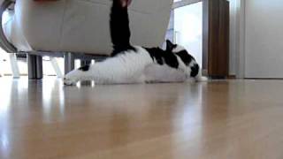 Epileptischer Anfall Kater Willi [upl. by Anisah]