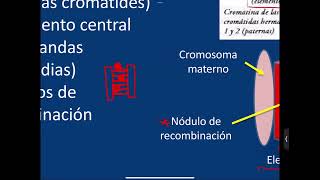 5 Meiosis y alteraciones cromosómicas [upl. by Fitzgerald371]