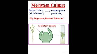 Meristem Culture Shoot tip culture [upl. by Noneek731]