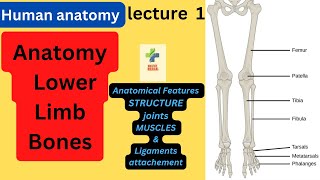 Bones of the lower limb lower limb anatomy lecture 1 introduction  urdu hindi [upl. by Albright]