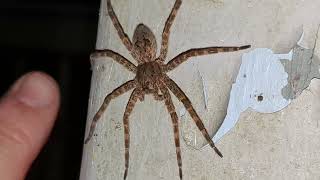 Dolomedes Tenebrosus Dark Fishing Spider [upl. by Hibbs51]