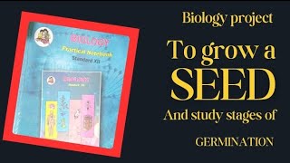 12th std Biology project TopicquotTo grow seed and study stages of germinationquotboardexam biology [upl. by Bjorn]