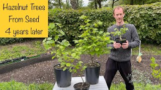 Hazelnut Trees from Seed  4 years later [upl. by Aemat]