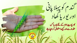 Wheat First Irrigation and Use of Urea Fertilizer [upl. by Trust]