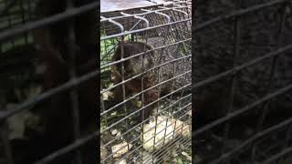 Groundhog Removal Nassau County New York [upl. by Yeta]