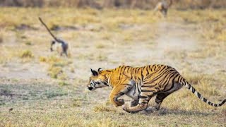 Angry Tigress vs Langoor [upl. by Churchill379]