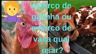 Esterco de Galinha ou esterco de Vaca qual usar [upl. by Clementine]