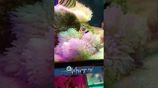 African Clownfish and Sebae Anemone [upl. by Lux]