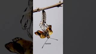 Caterpillar Facts caterpillar facts animals shorts viralshorts trending trendingshorts fun [upl. by Aekahs]