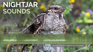 Eurasian Nightjar Call amp Sounds [upl. by Ellerred726]