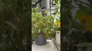 Citronella Repot shorts indoorplants garden propagation houseplants plants plantcare [upl. by Aidaas]