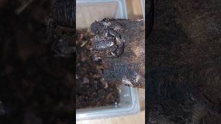 Liocheles australasiae shortvideo short scorpion [upl. by Erdnoed]