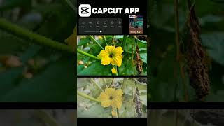 ᴅᴀy 0430 ɪ ᴡɪʟʟ ᴄᴏᴍᴩʟᴇᴛᴇ ᴍy 2ᴋ ꜰᴏʟʟᴏᴡᴇʀꜱShort byNothing phone Fps 4K 60 F capcut [upl. by Easter]