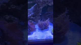 fish foryou aquarium amazing [upl. by Henley905]