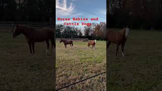 Horses and Heelers on the Ranch cattledog blueheeler heeler cowboyjunkies cowboystyle [upl. by Salaidh]