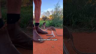 How An Australian Ranger Rescued Lost Baby Kangaroos [upl. by Forward]