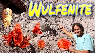 World Famous Red Cloud Mine Wulfenite  Finally made it there [upl. by Templa]