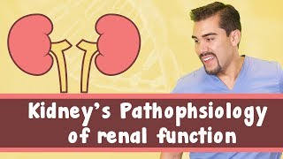 Kidneys Pathophysiology of renal function [upl. by Barnie]