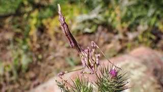 Conehead mantis Empusa pennata [upl. by Hedgcock99]