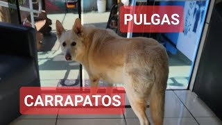 COMO ELIMINAR PULGAS E CARRAPATOS Thalita Portugal Veterinária está ao vivo [upl. by Melar]