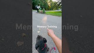 Training a Puppy Pitbull for 2025 Waterfowl [upl. by Aizitel]