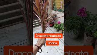 How to grow draceena marginata plant with cutting gardeningnatureshorts youtubeshorts [upl. by Syst]